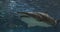 Portrait of a Grey Nurse Shark, Ragged-Tooth Shark, Sand Tiger Shark.