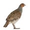 Portrait of Grey Partridge