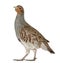 Portrait of Grey Partridge