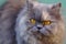 Portrait of Grey persian Cat