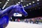 Portrait of grey purebred arabian horse walking at  manege at competition