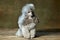 Portrait of grey purebred poodle posing, calmly sitting isolated over vintage green studio background. Concept of