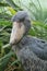 Portrait of grey shoebill, Balaeniceps rex. Closeup of big beak. Rare prehistoric bird with big beak in green vegetation.