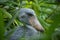 Portrait of grey shoebill, Balaeniceps rex, hidden in green vegetation. Prehistoric stork showing huge bill. Closeup of rare bird