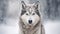 Portrait of a grey white Husky dog in the Snow