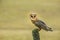 Portrait of grey, white and orange colored barn owl