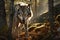 Portrait of Grey Wolf hiding or lurking in the forest hunting for preys, animals wildlife concept, Animal in the jungle, dangerous