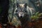 Portrait of Grey Wolf hiding or lurking in the forest hunting for preys, animals wildlife concept, Animal in the jungle, dangerous
