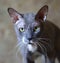 Portrait of a grey yellow-eyed cat of the Peterbald breed