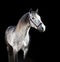 Portrait of grey young Andalusian stallion at black background