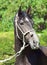 Portrait of grey young spanish stallion