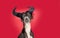 Portrait greyhound dog celebrating halloween, carnival or new year. Isolated on red or magenta background