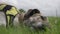 Portrait of Greyhound / German Shepherd Cross Dog Lying in Green Grass