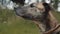 Portrait of Greyhound / German Shepherd Cross Dog Yawning