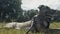 Portrait of Greyhound / German Shepherd Dog in Park, Slow Motion