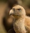 Portrait of a Griffon vulture