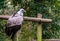 Portrait of a griffon vulture from the side, common scavenger bird from europe