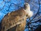 Portrait of a griffon vulture in a volier