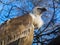 Portrait of a griffon vulture in a volier