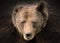 Portrait of Grizzly bear