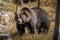 Portrait of grizzly bear in woods of Yellowstone