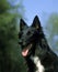 Portrait of Groenendael Belgian Shepherd Dog