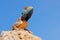 Portrait of a ground agama on a rock