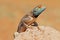 Portrait of a ground agama on a rock