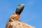 Portrait of a ground agama on a rock