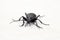 Portrait of ground beetles Carabus cancellatus