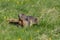 Portrait of groundhog Marmota monax in grassland