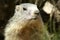 Portrait of a groundhog in the mountains