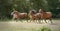 Portrait of a group of brown horses running in a field