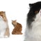 Portrait of group of cats in front of white background