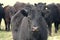 Portrait of a group of cows in various ages. angus argentina