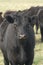 Portrait of a group of cows in various ages. angus argentina