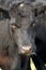 Portrait of a group of cows in various ages. hereford