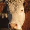 Portrait of a group of cows in various ages. hereford pampa argentina