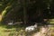 Portrait of a group of goats resting on a green meadow in the Piedmont alps