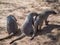 Portrait of group of three Banded Mongoose or Mungos Mungo animals, Chobe River National Park, Botswana, Southern Africa