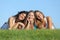 Portrait of a group of three happy teenager girls smiling lying on the grass