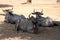 Portrait of a group of wildebeest