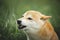 Portrait of growling shiba inu dog in the green grass. Red japanese dog breed shiba inu