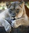 A Portrait of a Grumpy African Female Zoo Lion