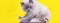 Portrait of grumpy British shorthair grey cat with big wide face
