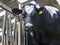 Portrait of a grumpy cow with torn ear next to metal bars of a fence in a barn