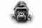 Portrait of a grumpy gorilla isolate white background