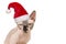 Portrait of a grumpy looking sphinx cat wearing santaâ€™s hat on a white background