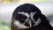Portrait of Grumpy Spectacled Owl Pulsatrix perspicillata