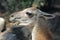 Portrait of a Guanaco